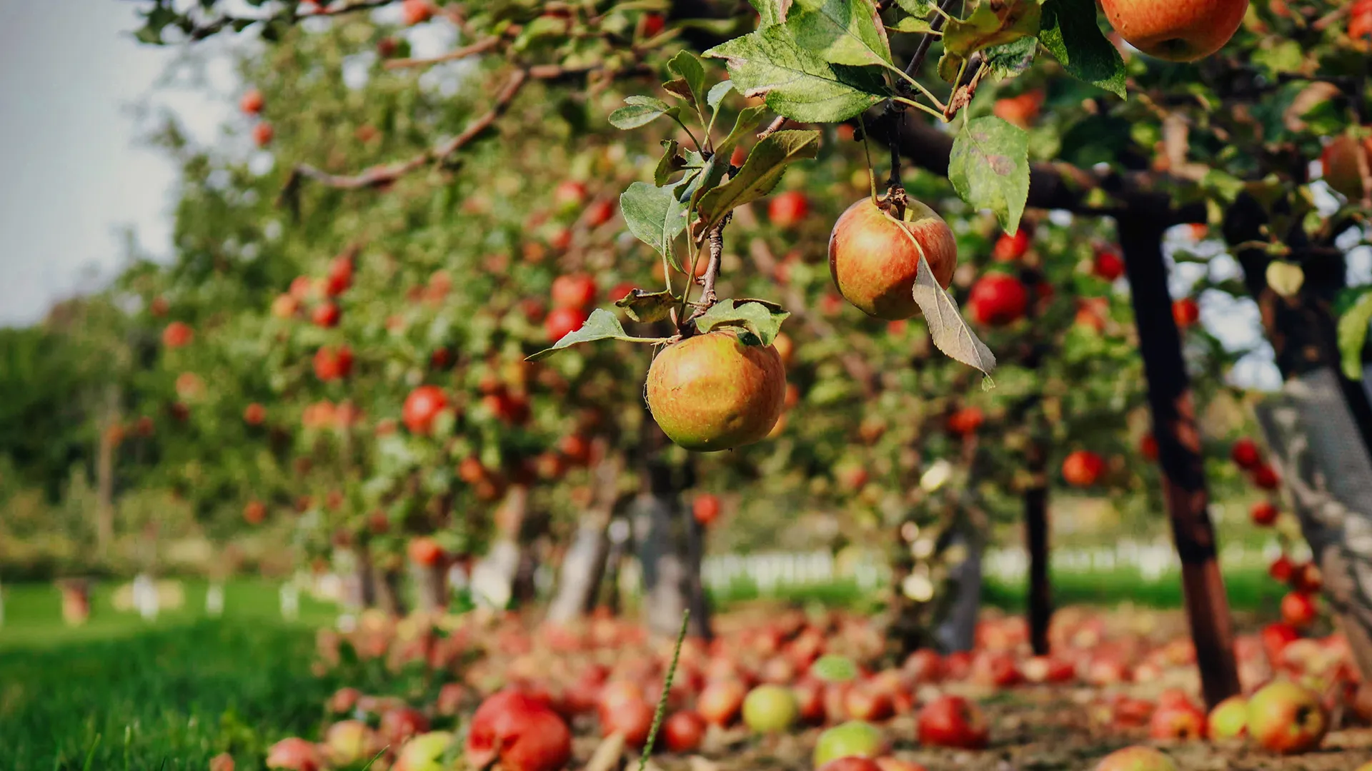 Orchards